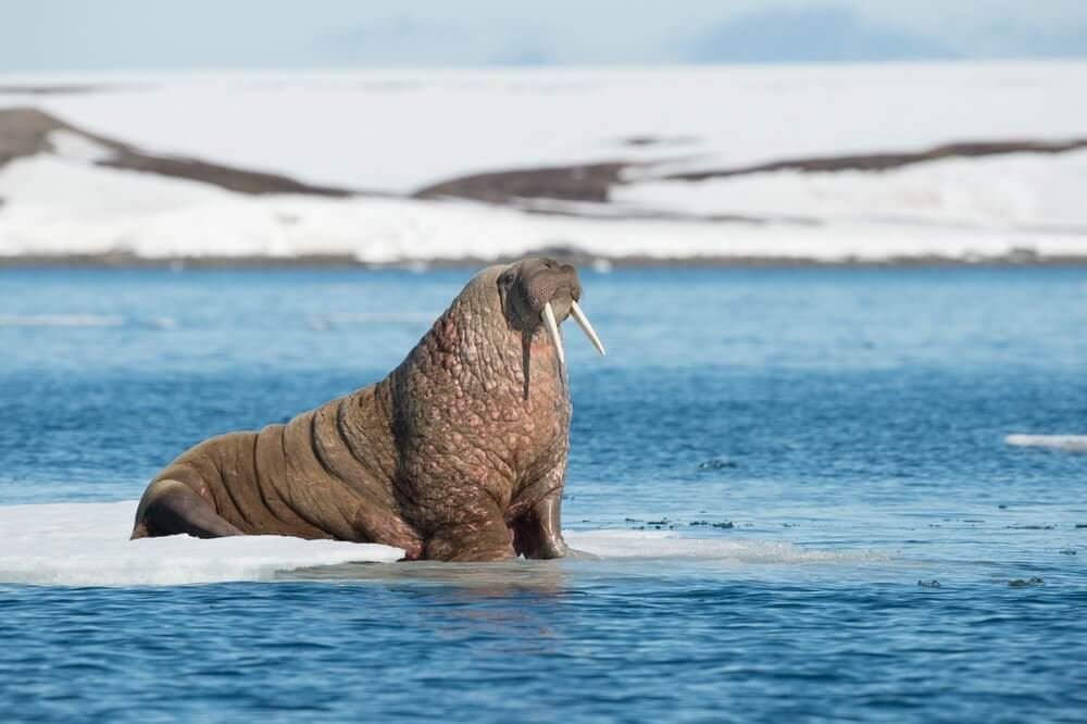Norway’s Svalbard Archipelago Sets Strict Cruise Limits