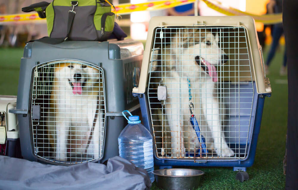 dogs traveling